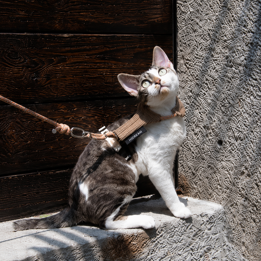 Escape-Proof Cat Harness Set