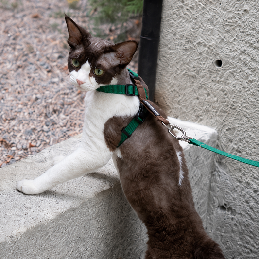 Escape-Proof Cat Harness & Leash