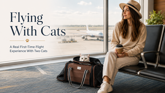 Flying With Cats: Our Real Southwest Airlines Experience With Two Cats