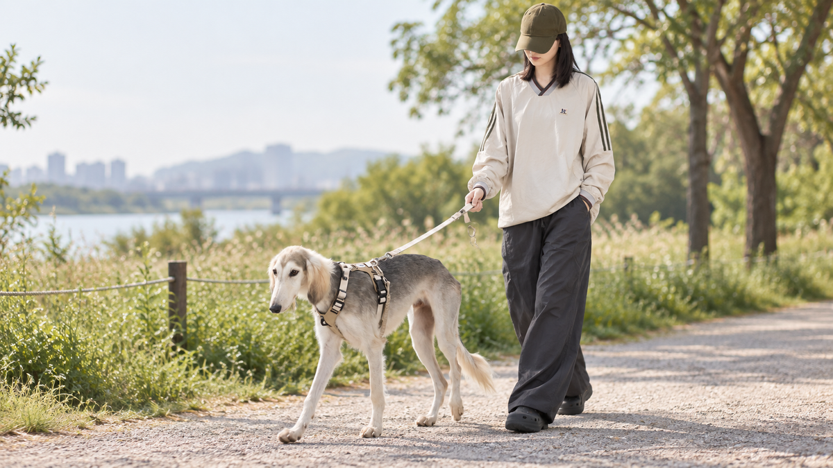 How to Choose a Harness for a Dog That Pulls