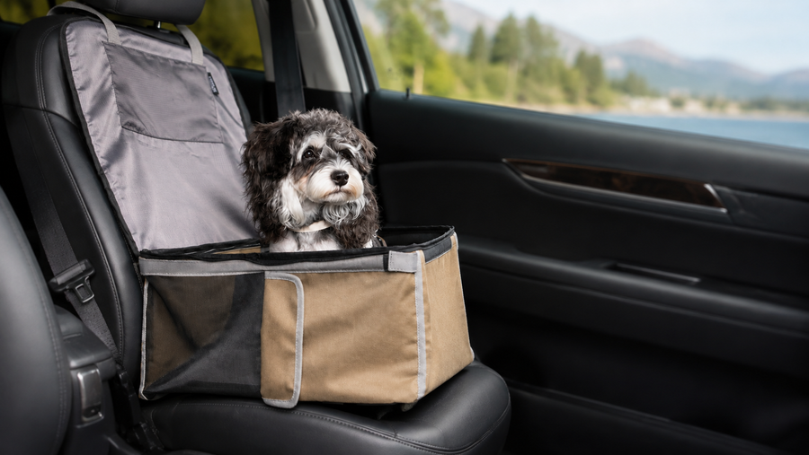 How to Choose a Dog Car Seat for a 10–15 lb Dog