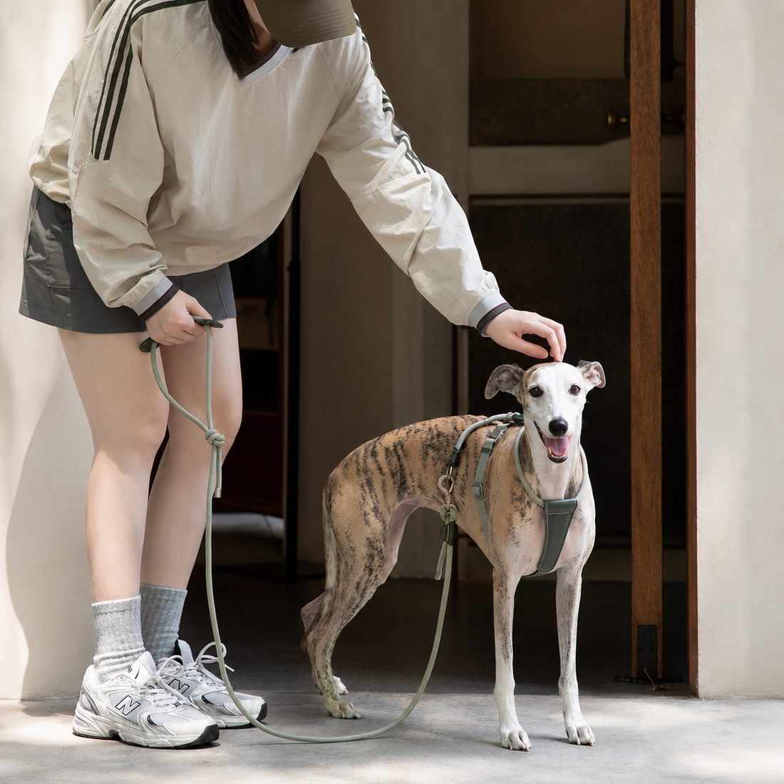 Owner walking a brindle Whippet dog wearing an olive green braided rope harness with leather accents