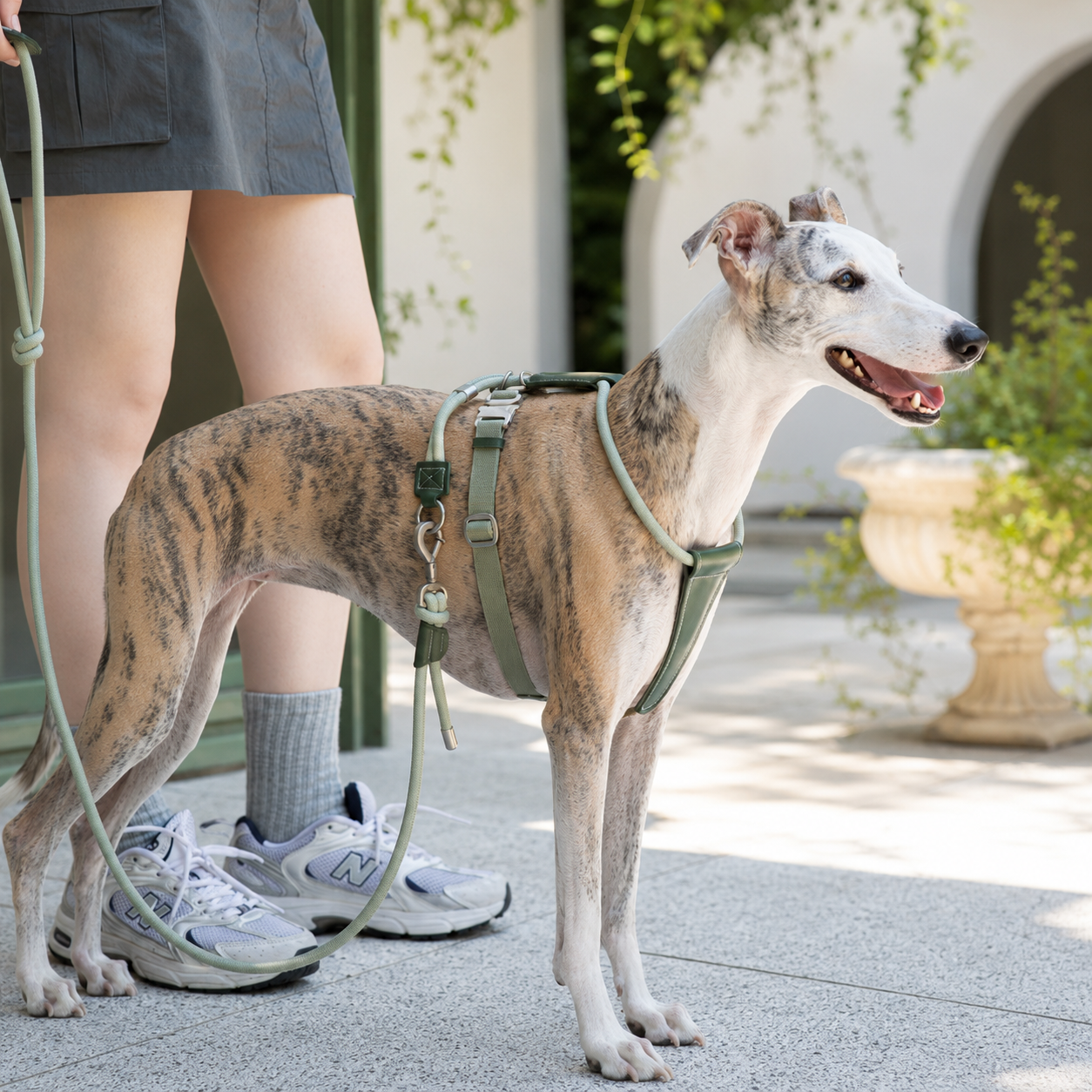 Dog standing outdoors while wearing an olive green rope harness