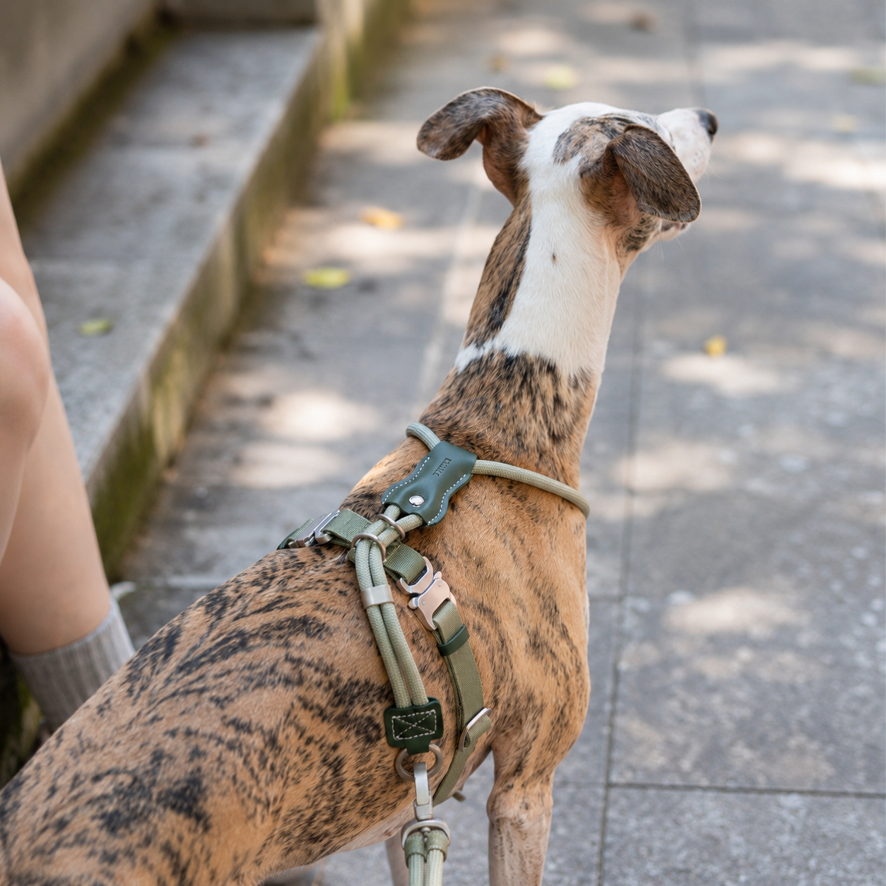 Adjustable Escape-Resistant Rope Dog Harness