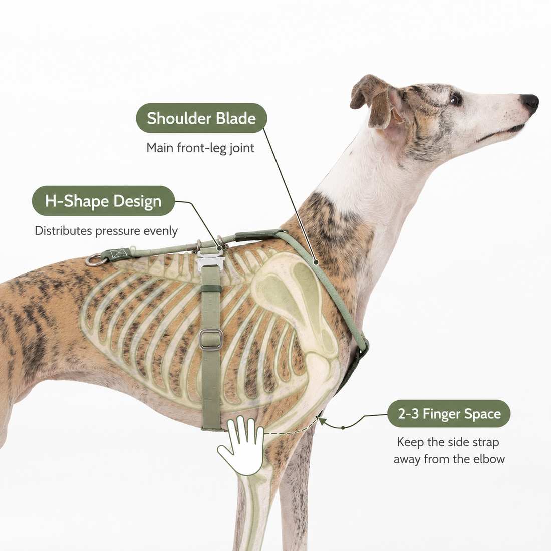 Diagram showing the position of the H-shaped harness