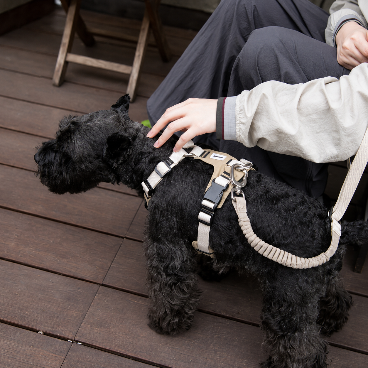 Dog wearing a no-pull harness during an outdoor walk