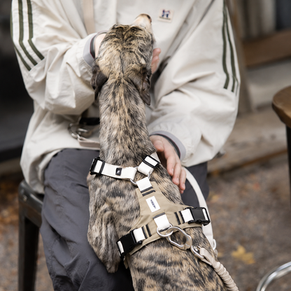 No-Pull Adjustable Dog Harness