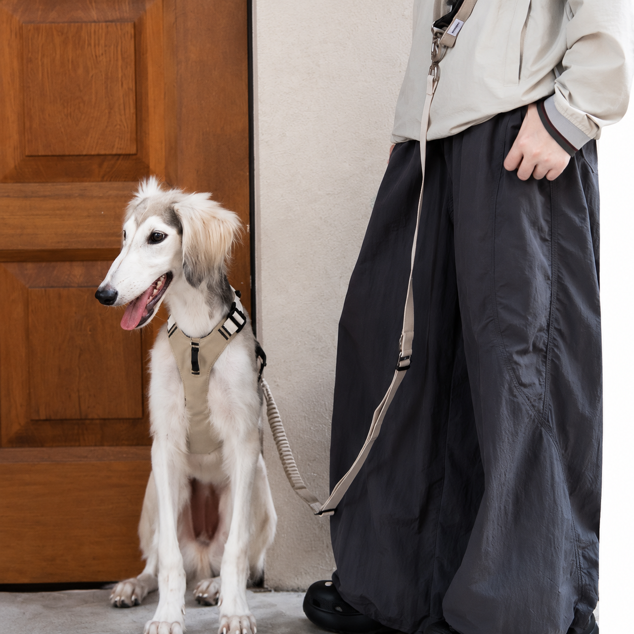 Dog wearing an adjustable no-pull harness during a walk