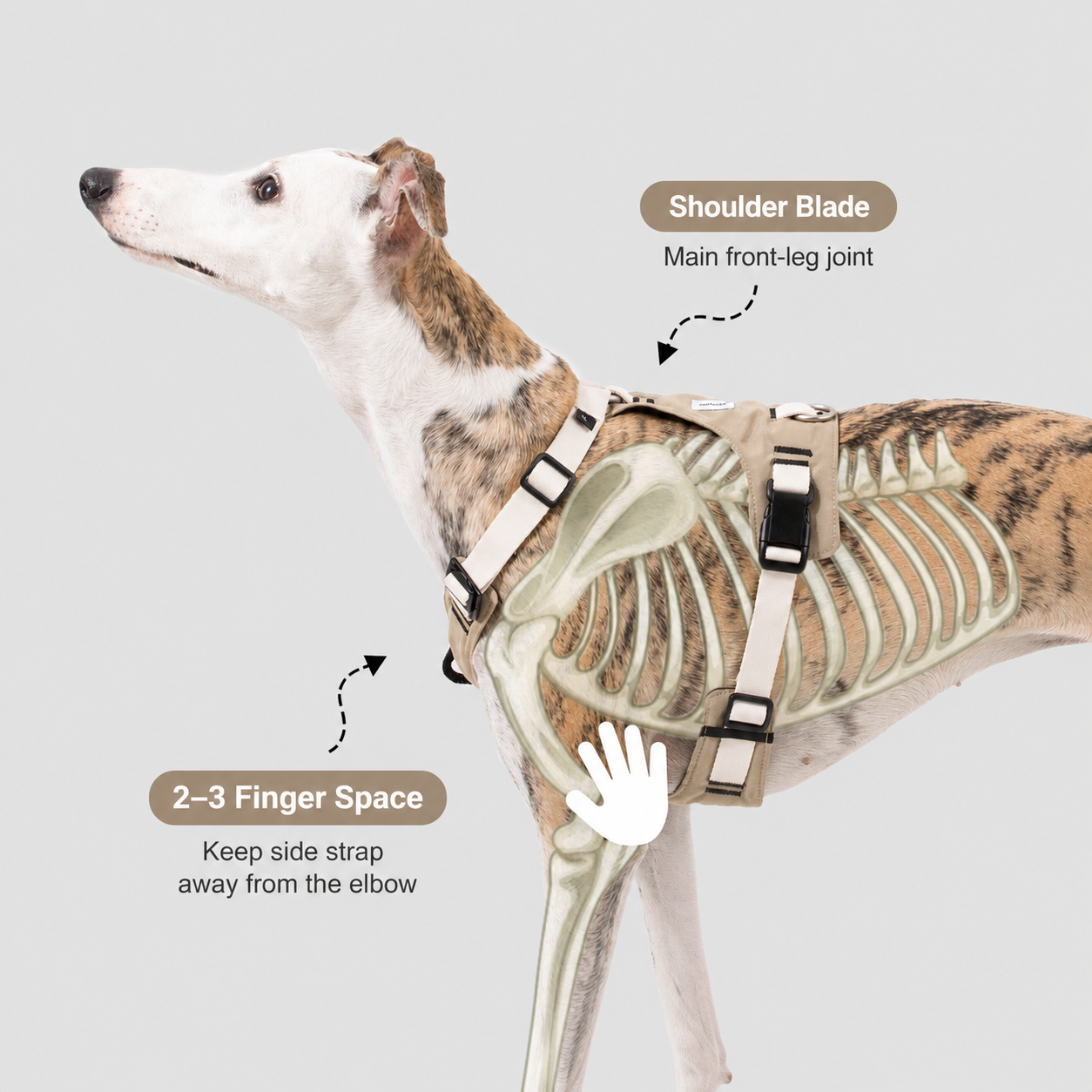 No-Pull Adjustable Dog Harness