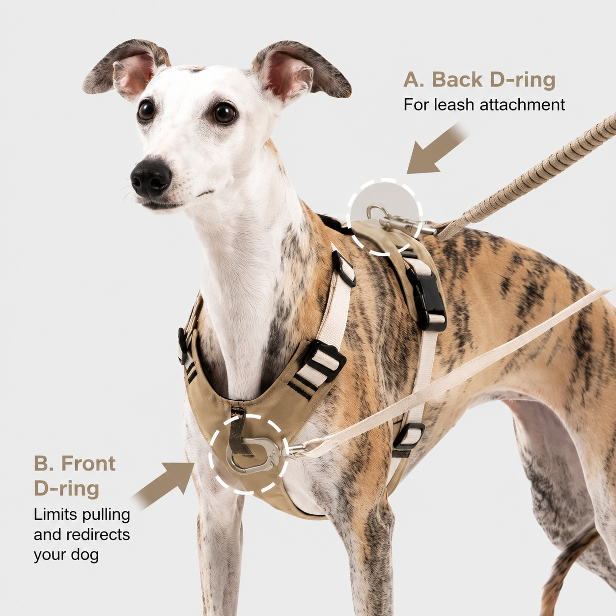 Front and back leash attachment points on the dog harness