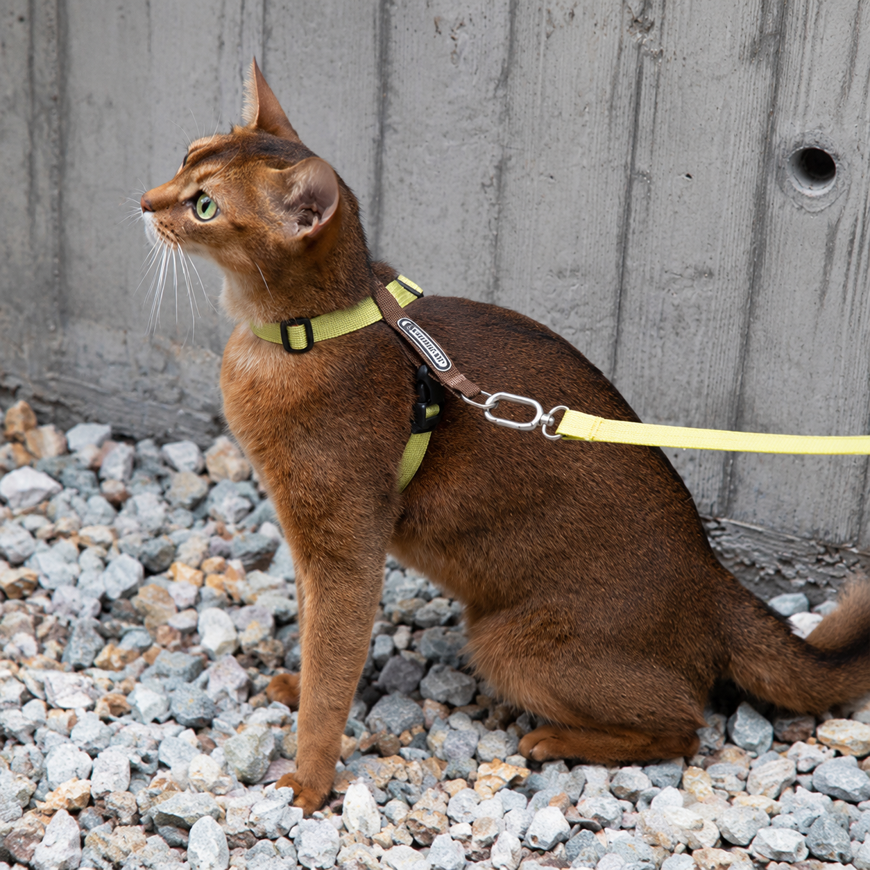 Ausbruchsicheres Katzengeschirr & Leine