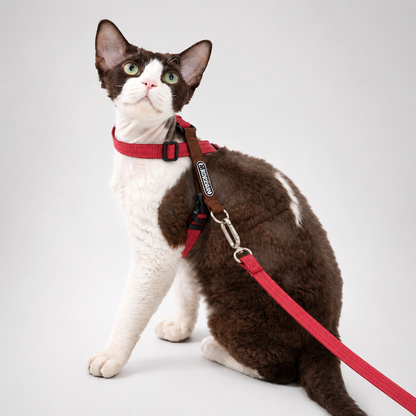 Ausbruchsicheres Katzengeschirr & Leine