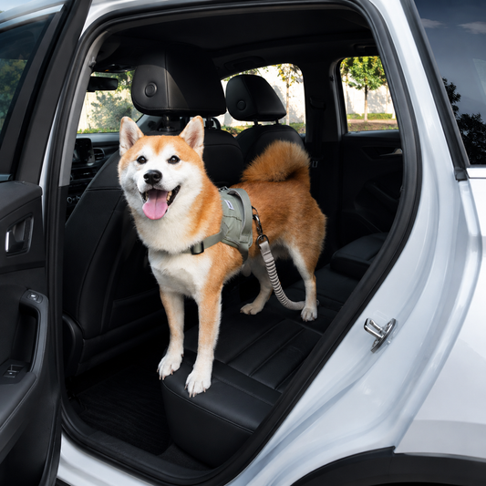 Adjustable Bungee Dog Car Seat Belt