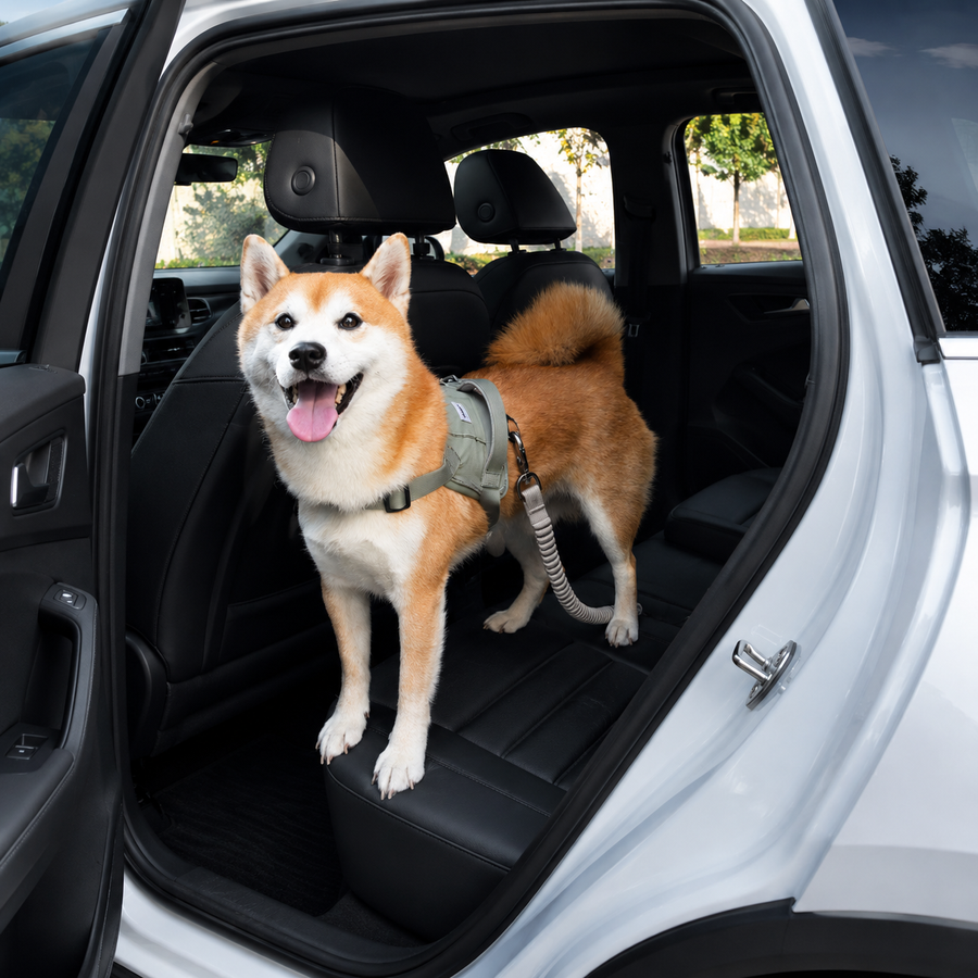 Dog car seat belts for safer pet travel