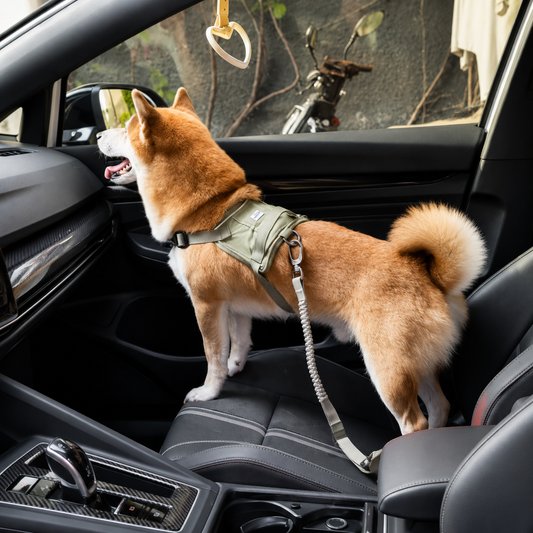 Adjustable Bungee Dog Car Seat Belt