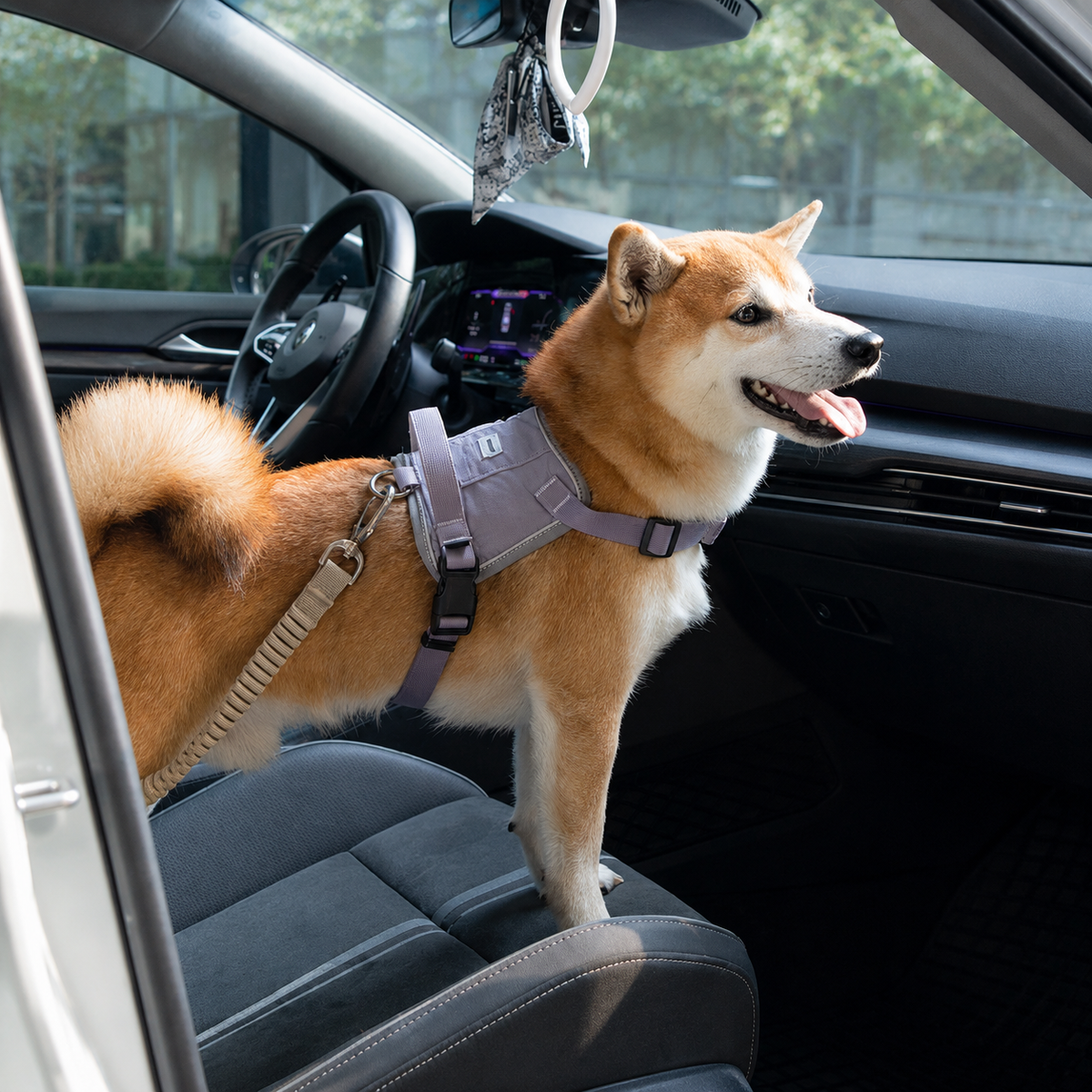 Dog harness attached to an elastic vehicle restraint