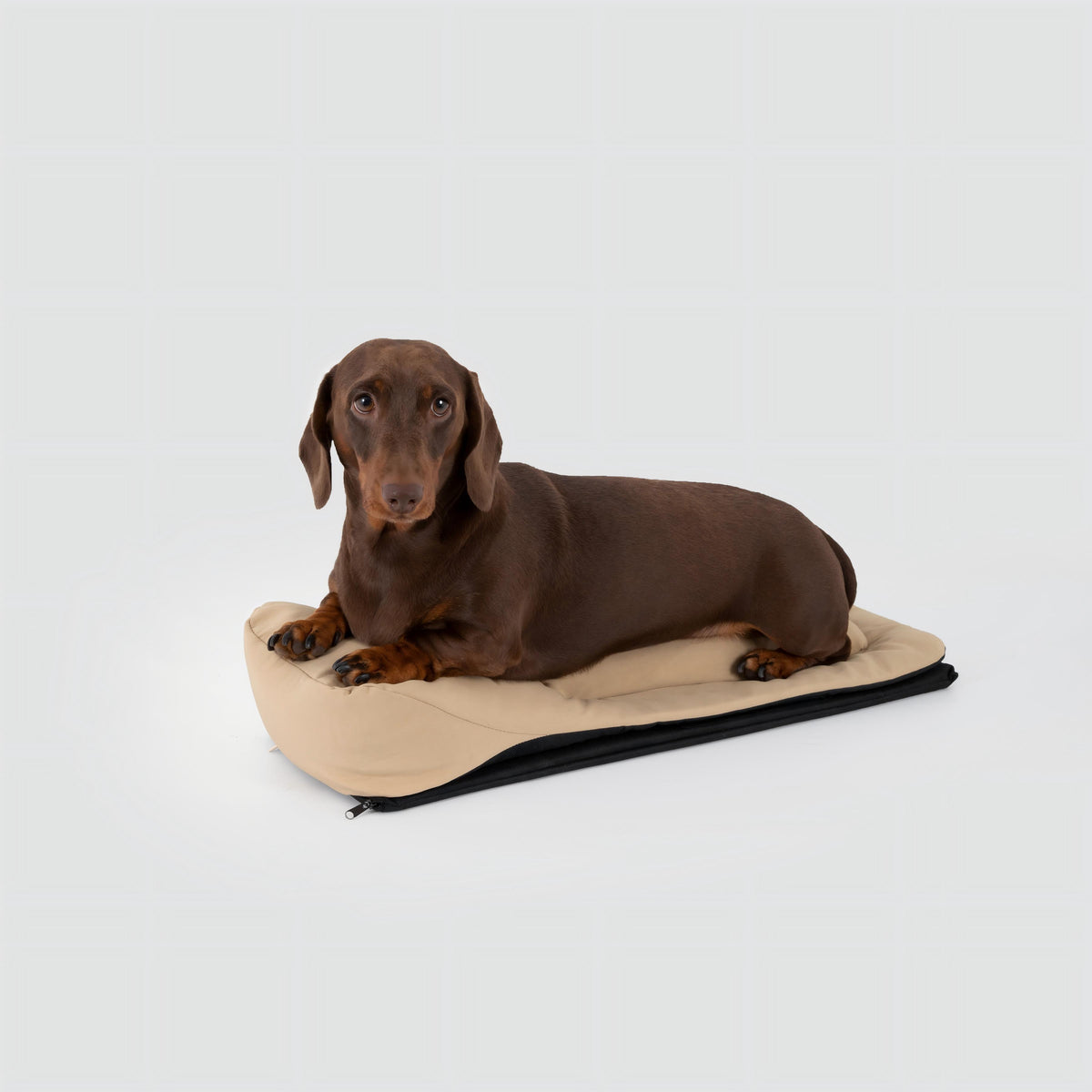 Zoned cushion support for a Dachshund inside the carrier
