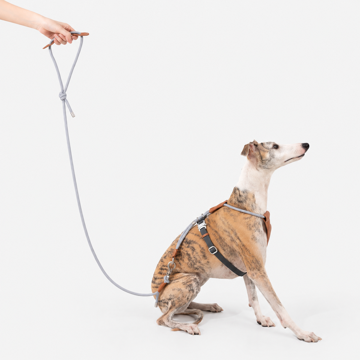 Braided Rope Dog Leash with Locking Swivel Clip on an everyday walk